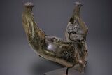 Wide Woolly Mammoth Lower Jaw With M/M Molars - Ukraine #370317-1